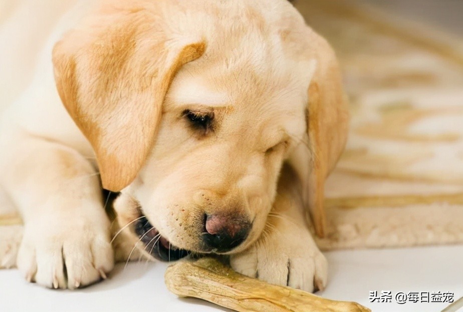 拉布拉多犬一天几次小便,一个月的拉布拉多怎么定点上厕所