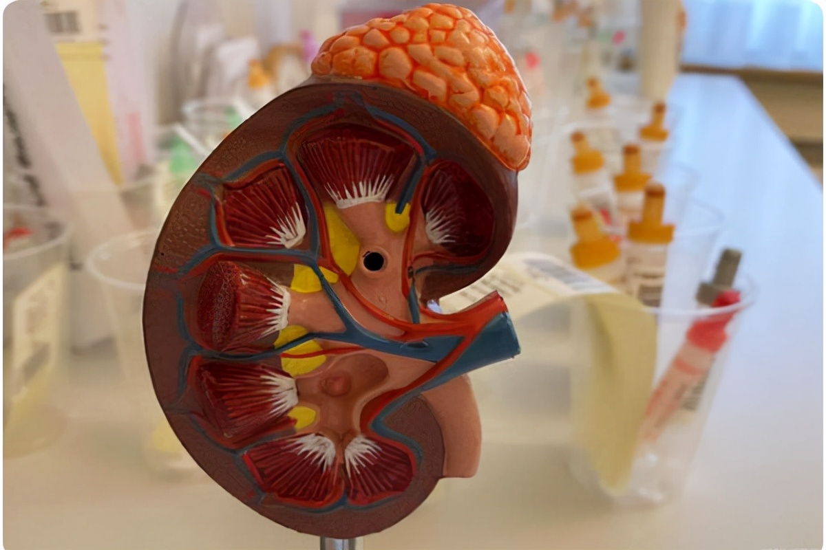 容易引起急性肾衰的是什么,老年人妇科病发作