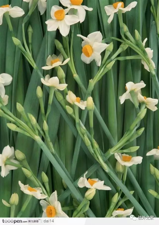 驻外人的“花花世界”——且看菜园变花园