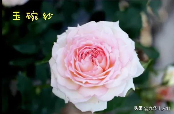 天狼月季新品预售,天狼月季官方旗舰店烛光月季