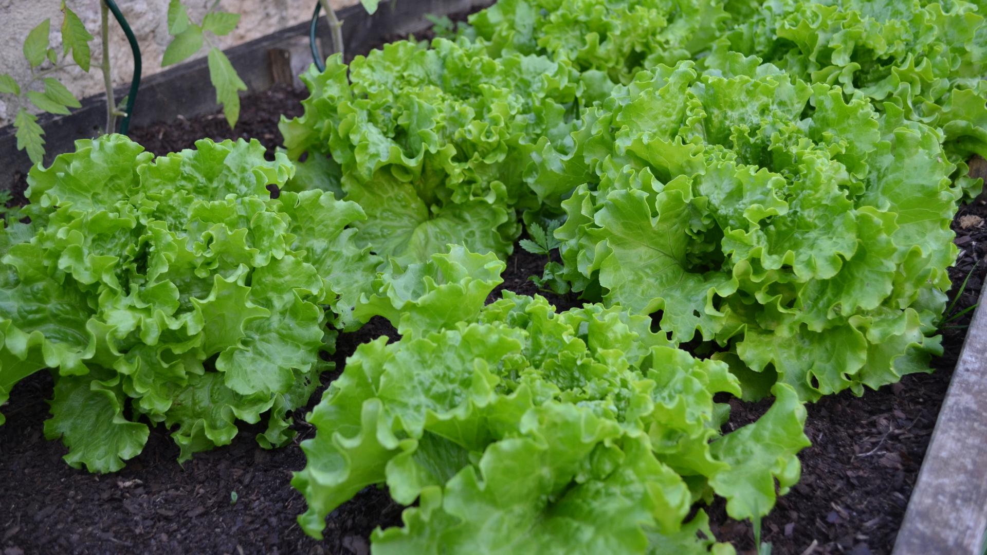 光照不足用什么方法控制徒长,阳光不足的蔬菜种植方法