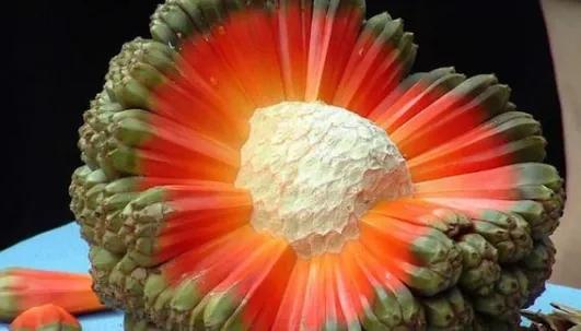 这些奇奇怪怪的水果你见过吗,那些奇奇怪怪的水果做法