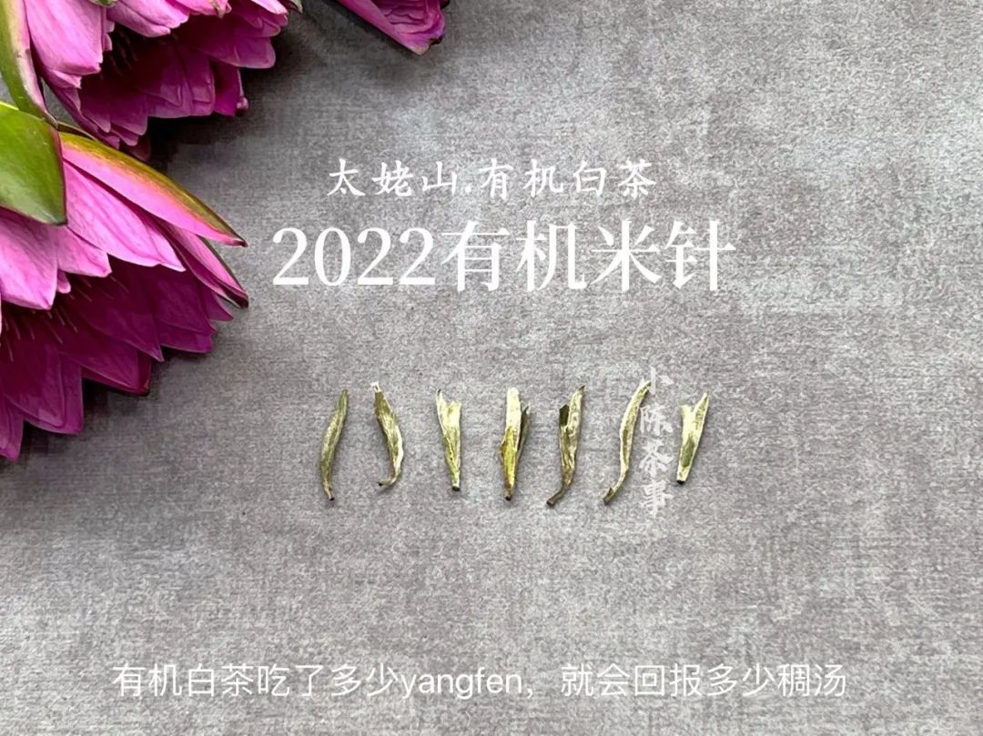 选购白毫银针只需看这5点,好的白毫银针质量鉴别