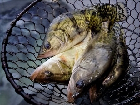 鄂州旅游吃什么好,鄂州旅游吃什么好吃的东西