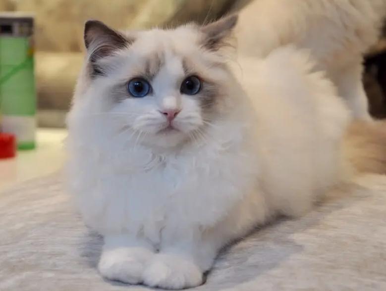 布偶猫的优点和缺点,布偶猫真的很不好养吗