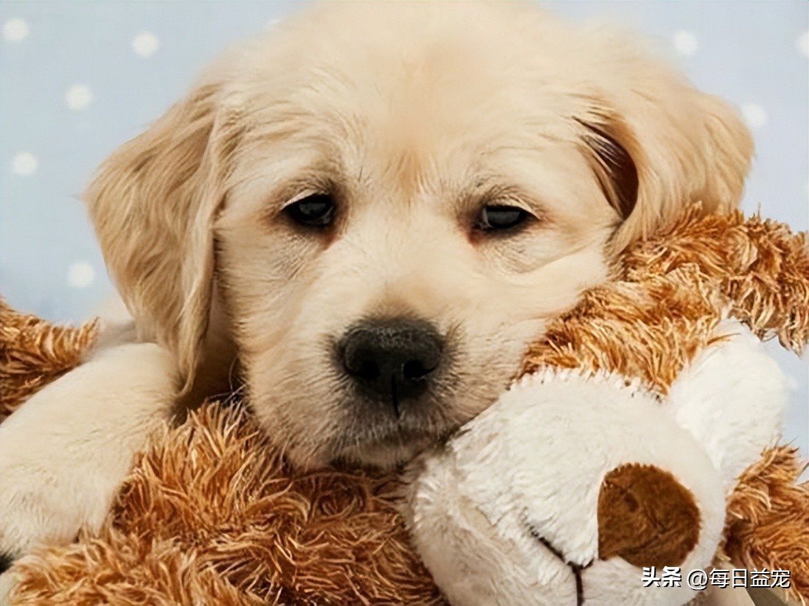 狗妈妈产后流血，眼看着就要不行了，还特意给宝宝喂了次奶