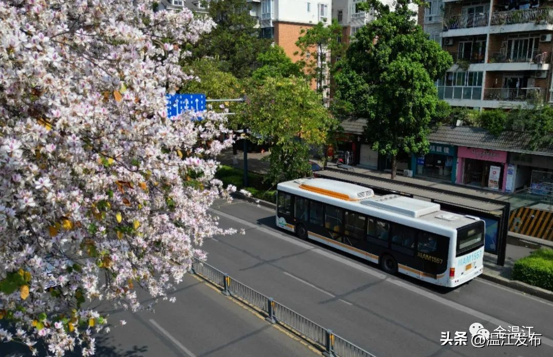 温江公交35路站牌,温江347路公交车站牌