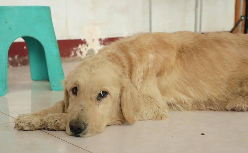 一只怀孕金毛被买狗肉店,得腹水的狗被卖狗肉得救后续