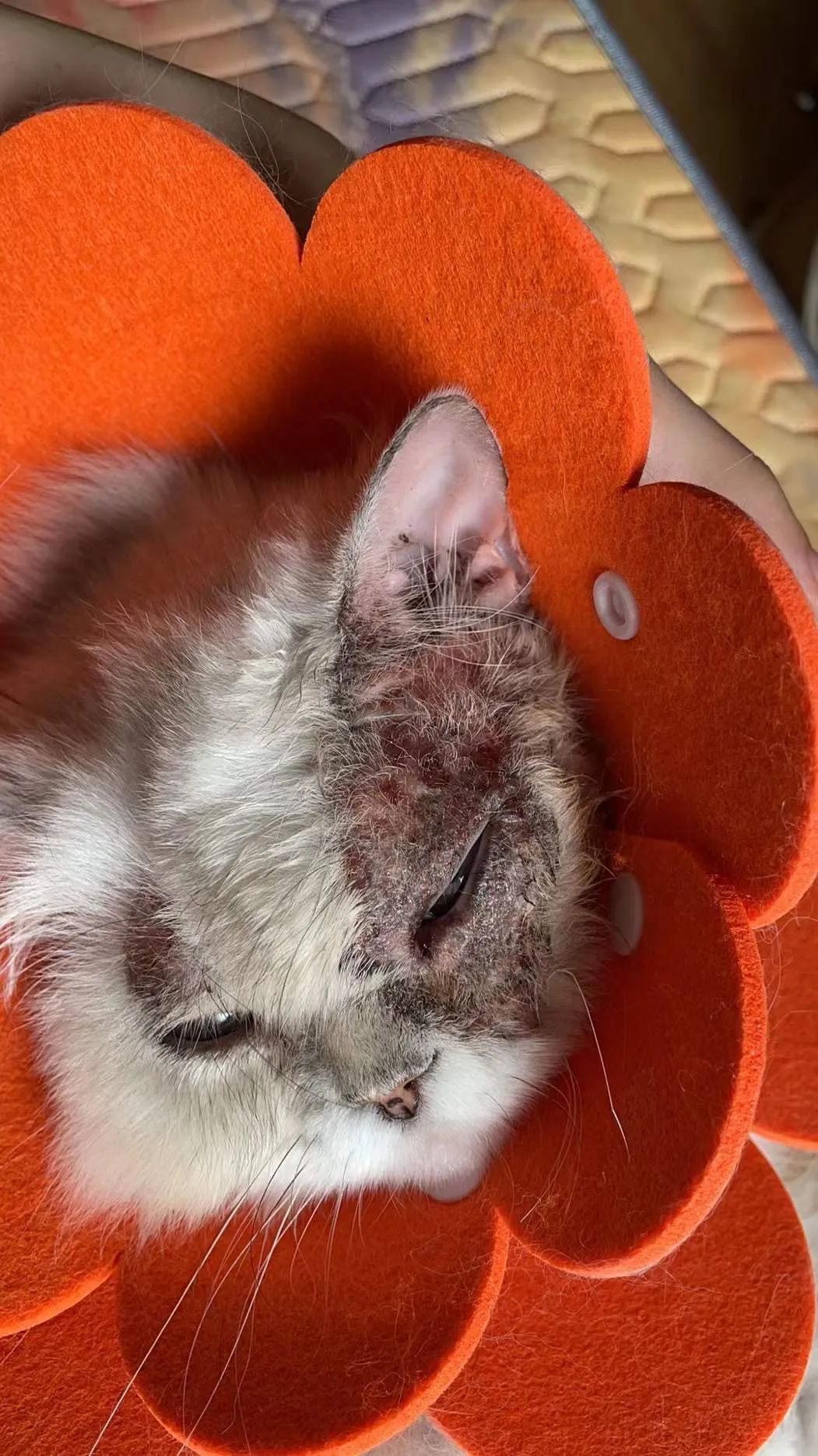 想扔猫怎么办,我想丢掉猫咪怎么办