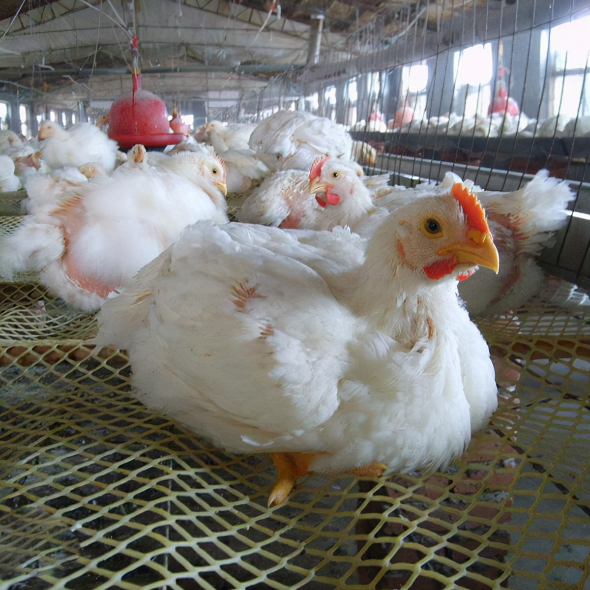 鸡的祖先是霸王龙？它为何每天都下蛋，细数鸡身上的“恐龙基因”