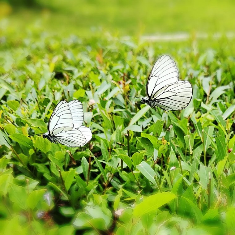 昆虫摄影艺术展,昆虫世界摄影欣赏