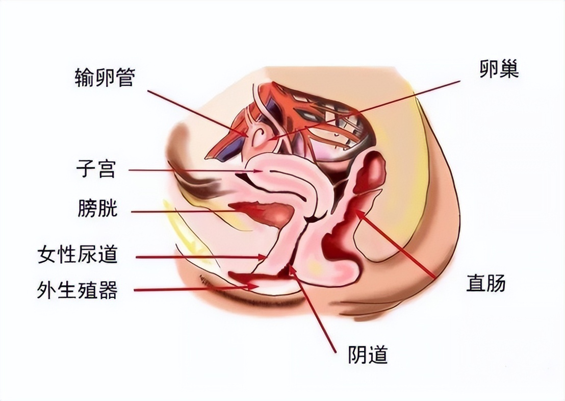 雌激素下降为何容易尿路感染,反复尿路感染能用雌激素吗