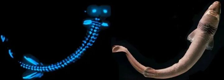 达摩鲨为什么不怕虎鲸,能和虎鲸大白鲨斗的是达摩鲨吗