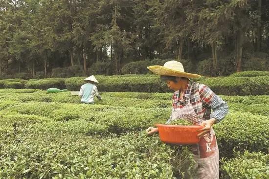 惠州茶园绿意浓,惠州的万亩茶园