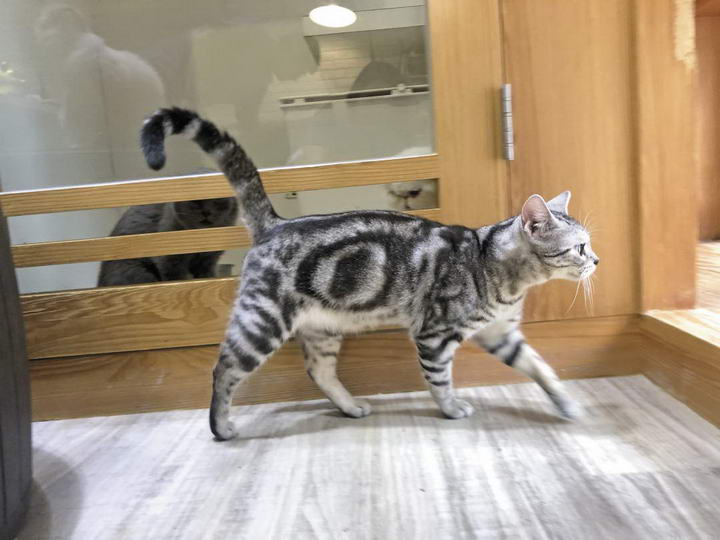 假如猫咪和老虎体型一样,老虎和猫谁是猫科动物的真正克星