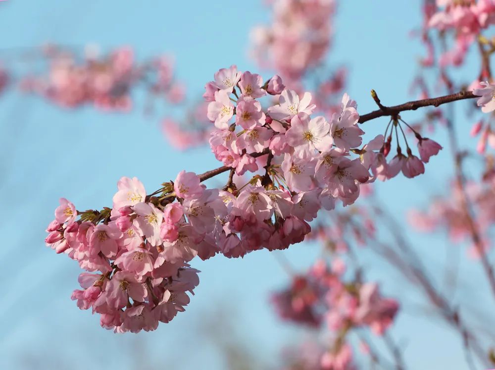 染井吉野樱花是什么樱花,大岛樱花和染井吉野樱的区别