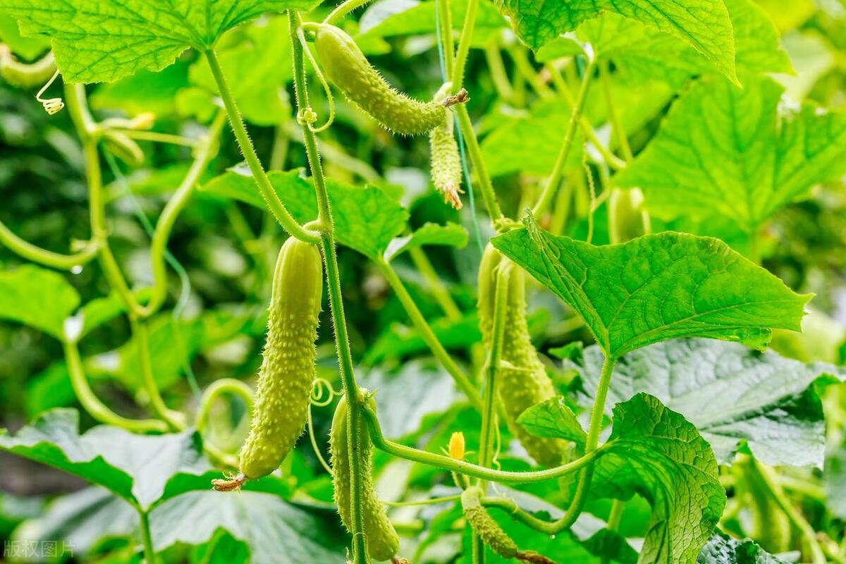 民间故事两个人吹牛笑死人,民间故事穷小子学本事