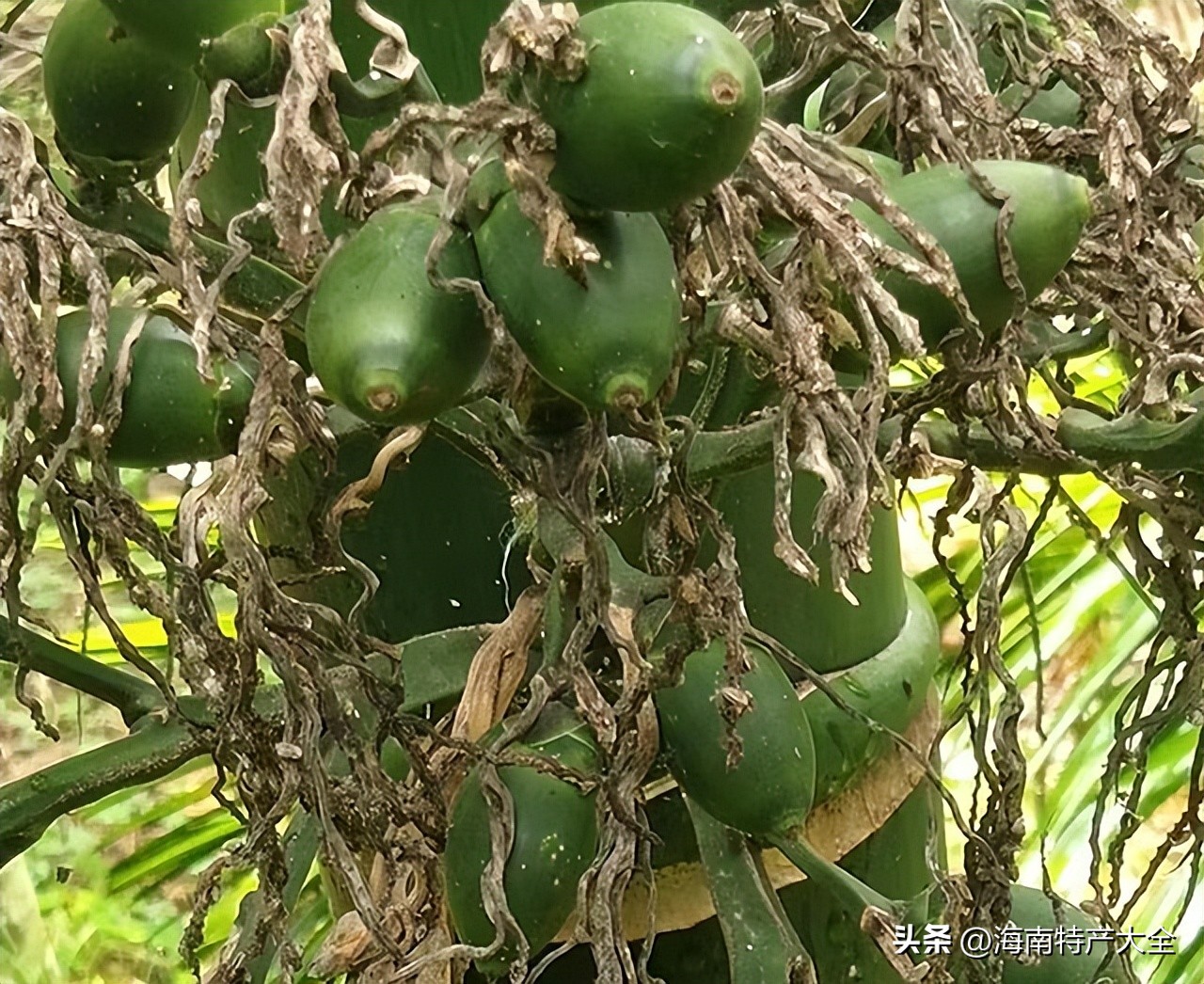 2021年2月3日海南槟榔价格 (今天海南槟榔价格多少一斤)