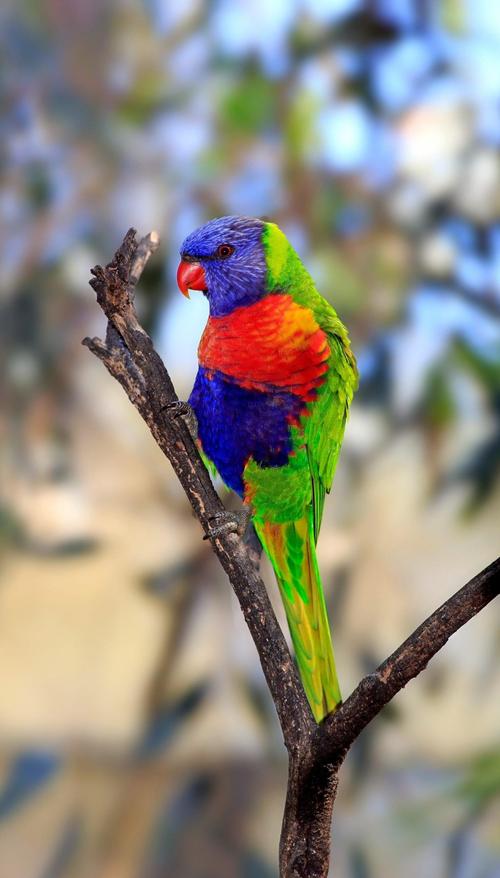 澳大利亚鹦鹉泛滥成灾,澳大利亚的鹦鹉泛滥