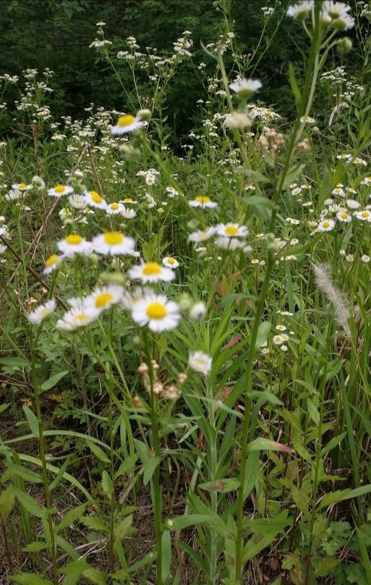 春天花园施什么肥,春天花园除虫