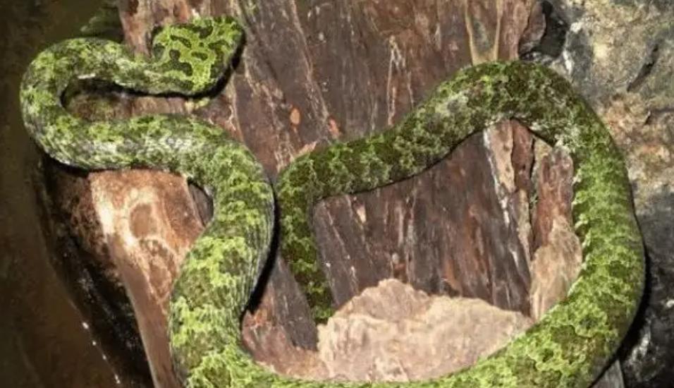 老鹰还能免疫蛇毒？不分品种逮着就吃，毒蛇真的拿老鹰没办法吗？