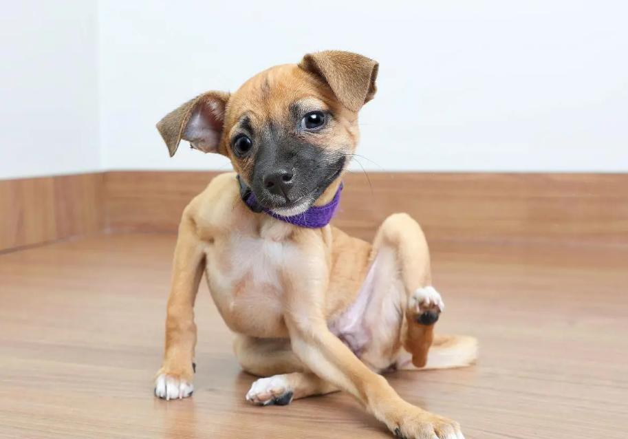 狗狗母亲,狗狗有什么表现把你当主人