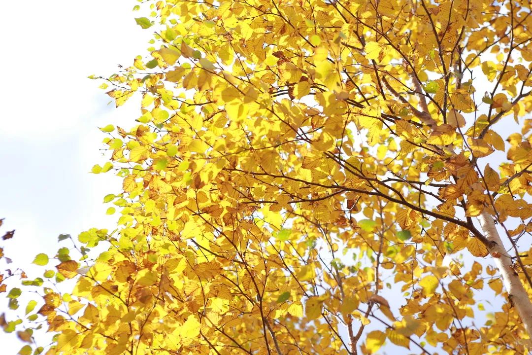 长白山的秋季,长白山夏天和秋天的区别