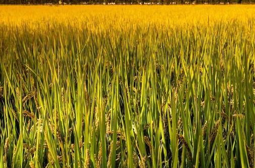 养殖大闸蟹成功案例,致富经养殖大闸蟹