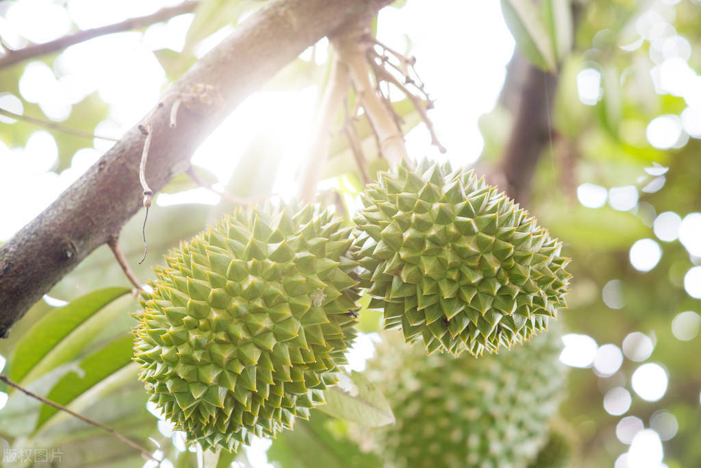空运菲律宾榴莲价格,菲律宾榴莲从哪里运到中国
