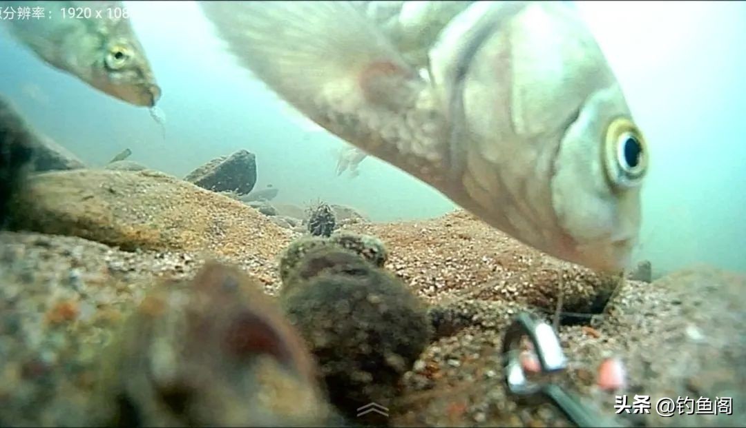 用什么办法可以让鱼快速的长大,一招让鱼开口