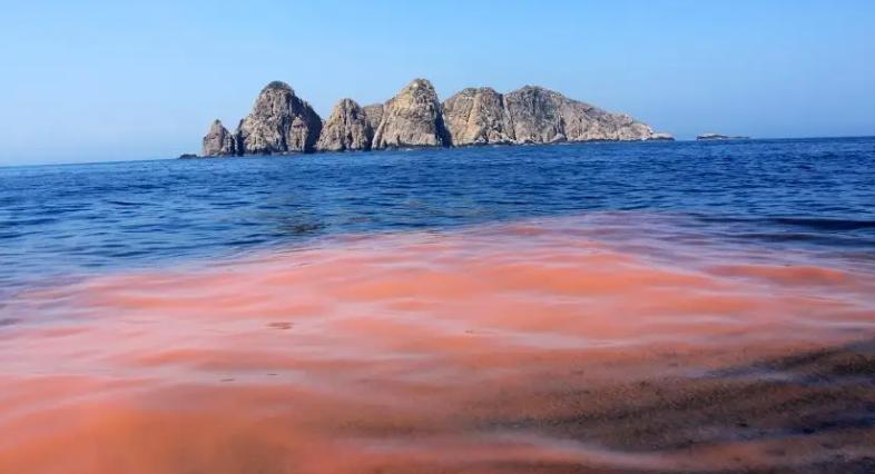 别吃！有毒！一颗就能致命