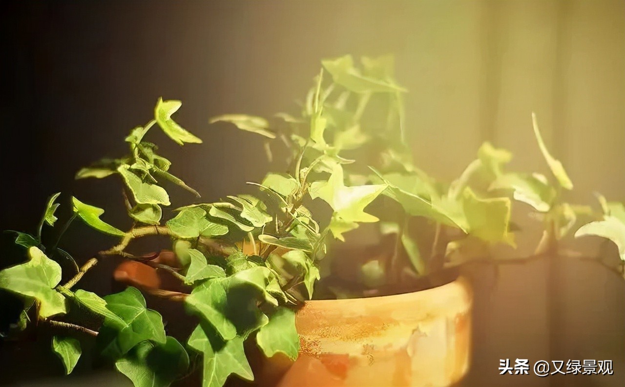 室内植物墙哪些类型植物合适,适合做绿植墙的常绿植物