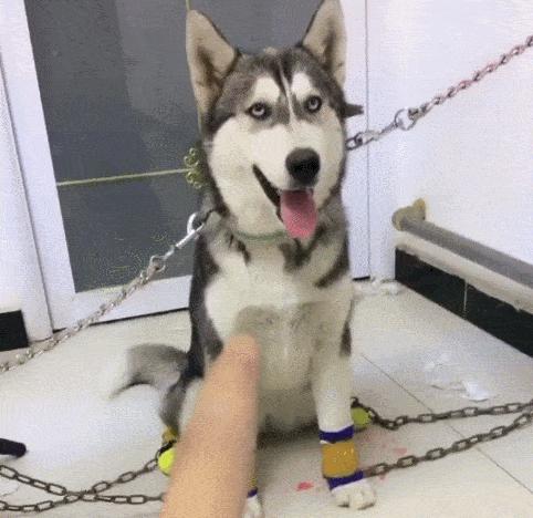 弃养率最高的8种狗,弃养率高的十种狗