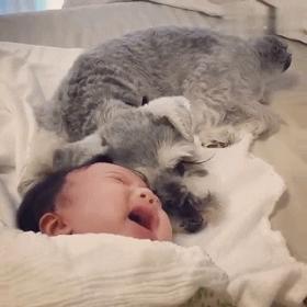 为什么雪纳瑞容易得皮肤病,为什么雪纳瑞越打越凶