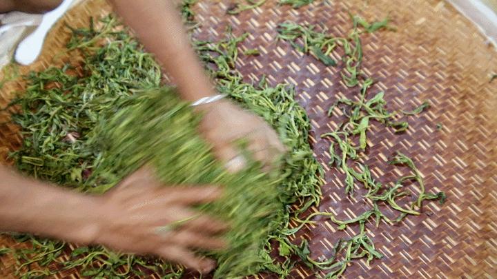 纯手工制茶的方法,手工制茶的过程