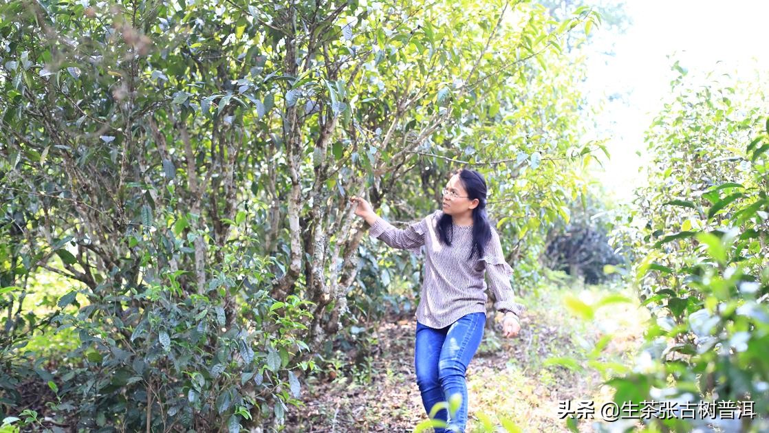 老茶客喜欢红茶吗,易武普洱生茶老茶的特点