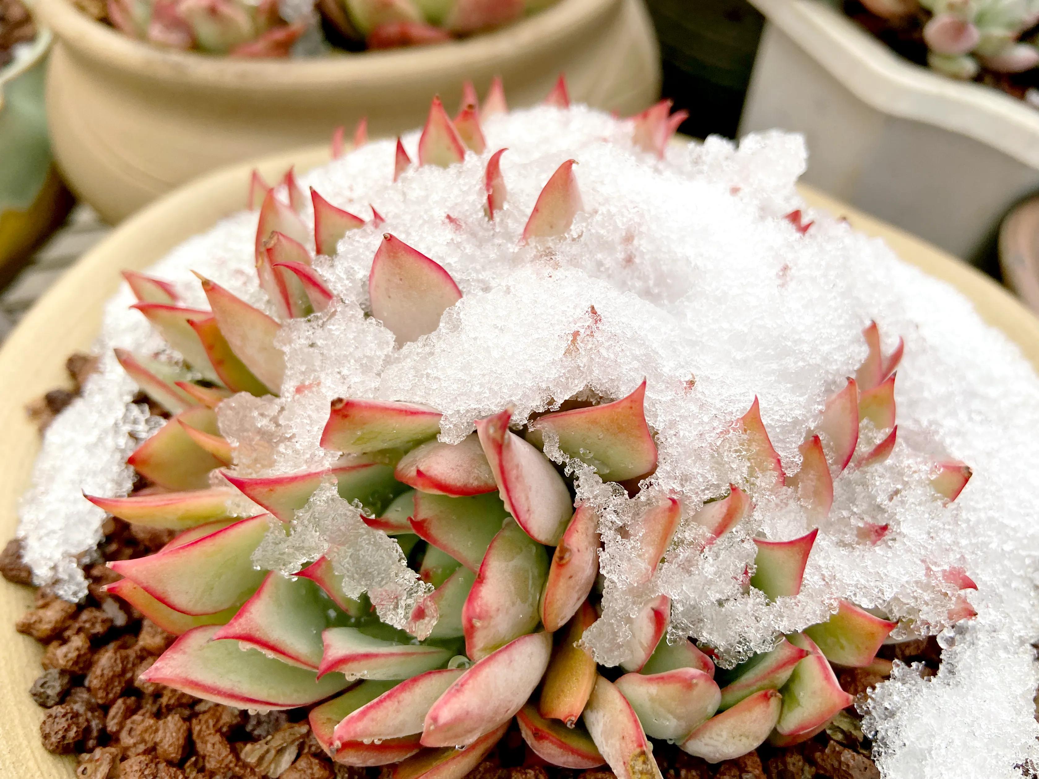 多肉被雪冻了怎么办,多肉被太阳晒得发白了怎么补救