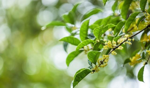 家里最幸福的风水树排名,家养幸福树寓意