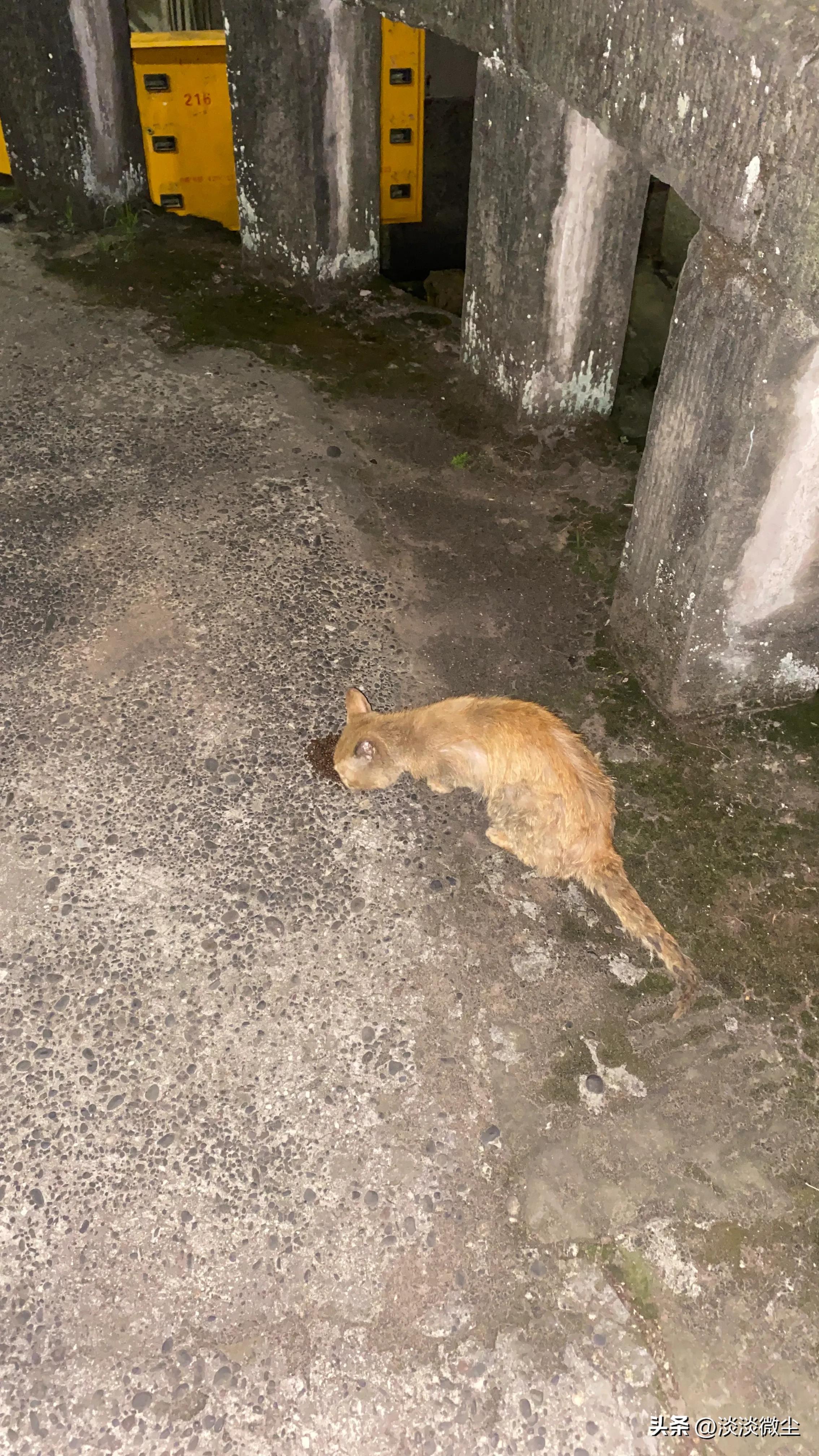 坚强的口炎猫，可我没办法拯救你！