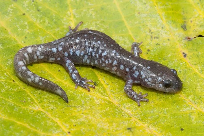 令人难以置信的20个事实 (16个令人惊呆的事实)