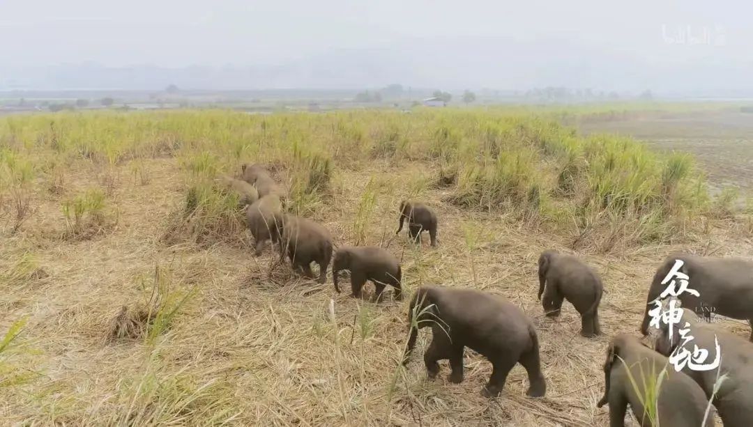 百万粉丝女网红“吃播”后被封杀,网友怒了:别让孩子毁于无知