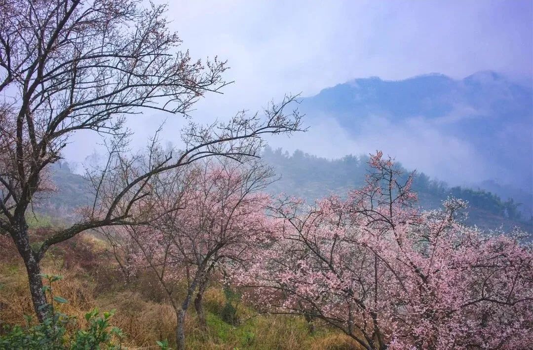 1.5h刹拢！被誉为川版“花城”，这个宝藏好耍地美得不像话