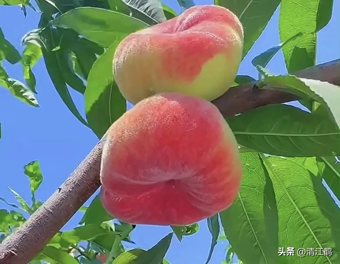 冬桃裂果是什么原因,冬桃烂心咋回事