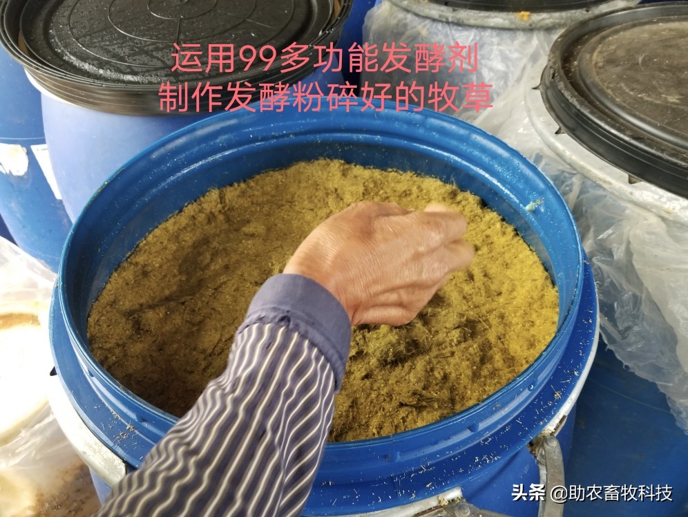 牧草制作发酵教程视频,发酵牧草养猪的正确方法
