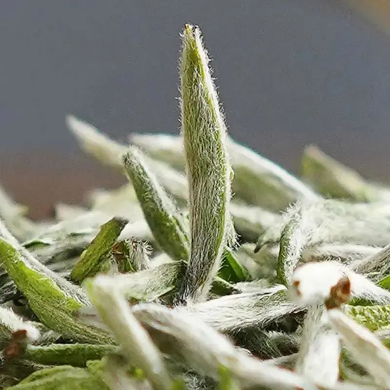 周劼喝二十万一斤的茶,南昌周劼白毫银针