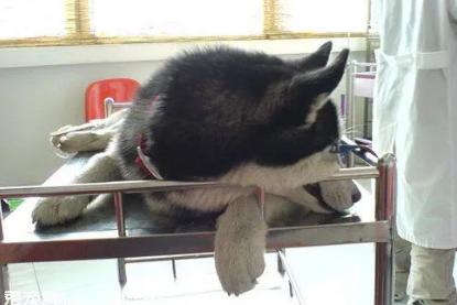 子宫蓄脓手术对狗狗以后的影响,子宫蓄脓手术后会复发吗