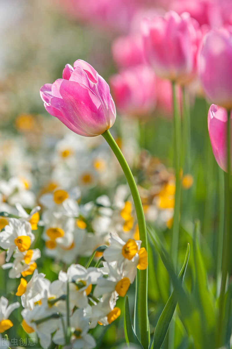 春天花的手机壁纸图片好看,春天图片唯美高清壁纸