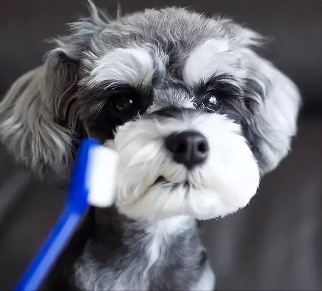 既高智商又可以保护你的大型狗狗,这些狗狗有多可爱长大就有多傻