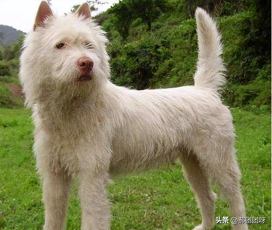 农村土狗从来没见过主人,现在农村已经没有纯种的土狗了