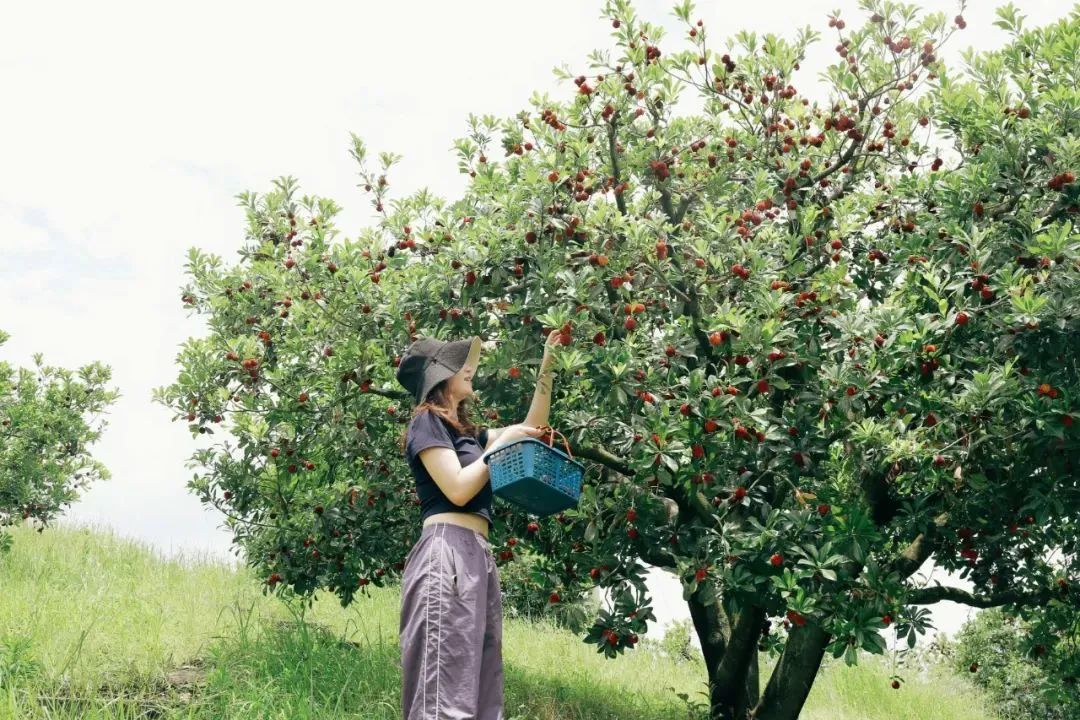 带你们体验摘杨梅的乐趣,酸酸甜甜的杨梅有谁陪我一起采摘